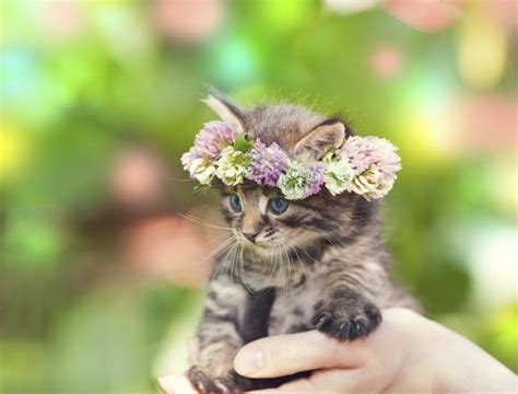 Cute Cat Pictures With Flowers Flowers Petal Talk