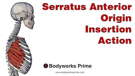 Serratus Anterior Anatomy Origin Insertion And Action Youtube