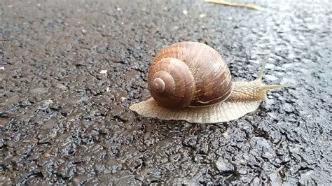 Fastest Snail In The World Youtube