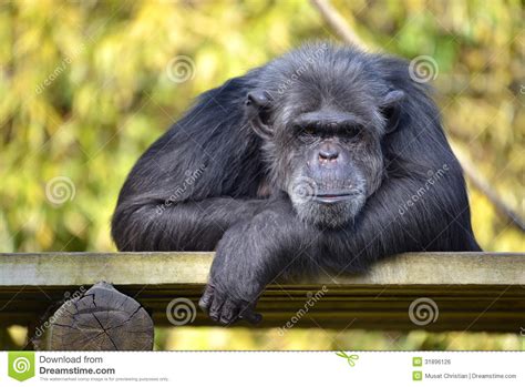 Retrato Del Chimpancé Foto De Archivo Imagen De Mirando 31896126