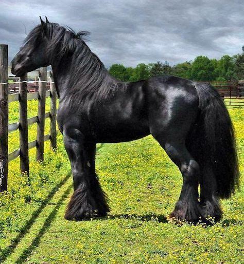 Friesian Horse Stallion Baroque Style Are My Favorite Looks Like A