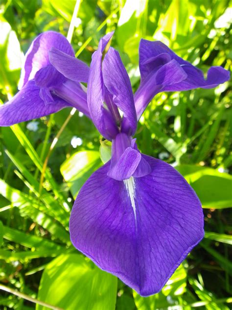 Tough easy to grow iris plants, one of the few iris varieties that will grow and flower well in the warmer climates. Iris laevigata (blue) (Rabbit ear Iris, Japanese water ...