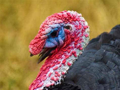 Do Turkeys Eat Snakes All You Need To Know