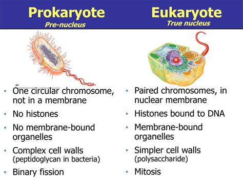 ppt chapter 4 functional anatomy of prokaryotic and eukaryotic cells powerpoint presentation