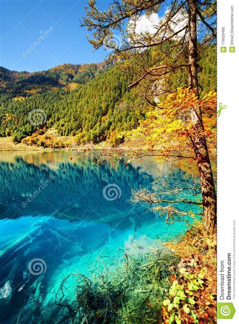 Amazing Azure Lake Submerged Tree Trunks Are Visible In Water Stock