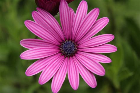 Close Up Of Pink Flower Blooming Outdoors · Free Stock Photo