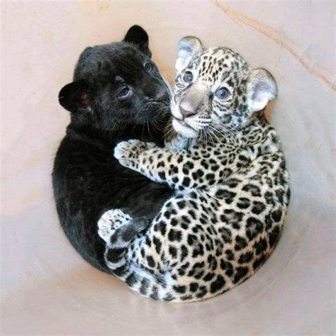 A Baby Jaguar With A Baby Panther Aww
