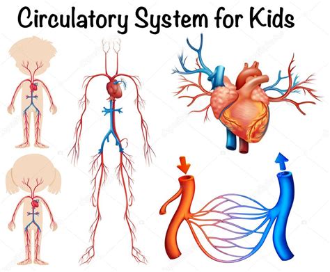 Sistema Circulatorio Del Ser Humano Para Ni Os Varios Ni Os