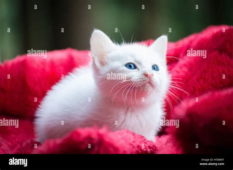 Little White Kitten Stock Photo Alamy