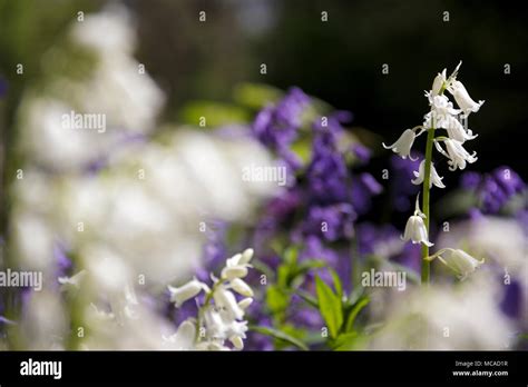 Scottish Bluebell Flowers Stock Photo Alamy