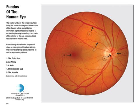 Retina Anatomy Eye Desire Eye Care And Optical Boutique