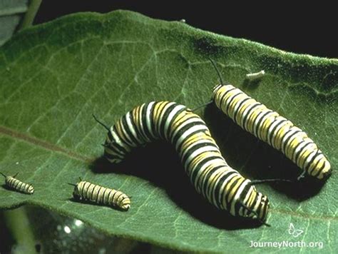 What Do Monarch Butterfly Larvae Do