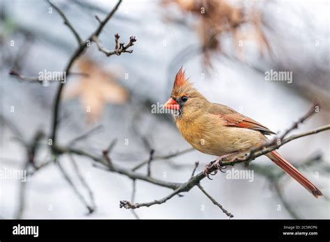 Single Female Red Northern Cardinal Cardinalis Bird Sitting Perched