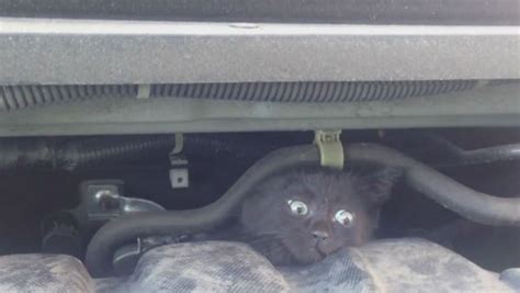 Photo Kitten Stuck Under Hood Of Car