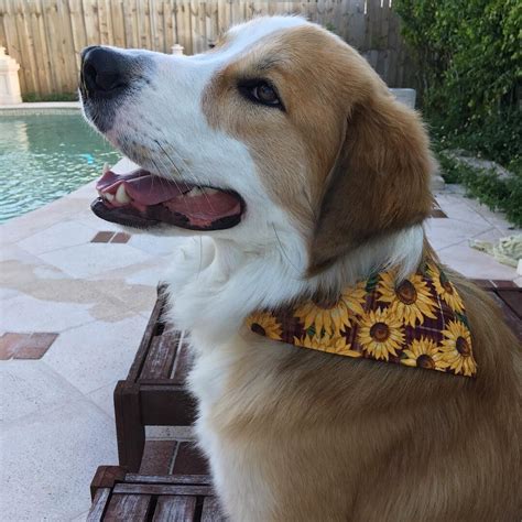 Terrier mix dogs bull terrier dog dalmatian mix cute funny dogs funny pugs dog crossbreeds mountain dogs bernese mountain border collie mix. This is Sylas! He's one of a kind! His breed is unknown ...
