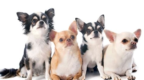 3 Reasons Why Were Chihuahuas Bred All About Chihuahuas History