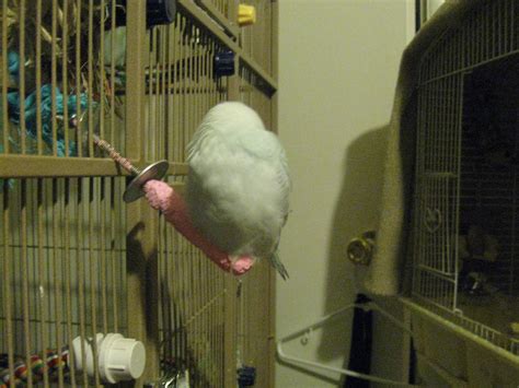 Been Going Through Old Photos Of Budgies Since Passed And I Found