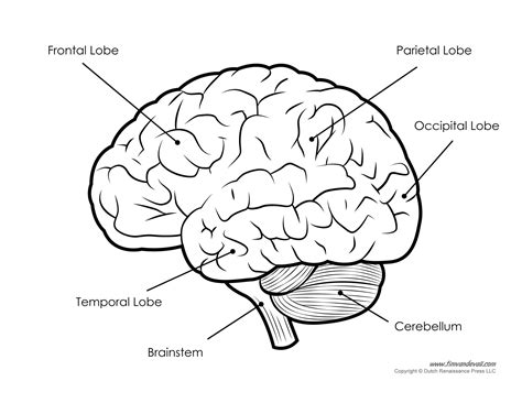 Brain Diagram Labeled Bw Tims Printables