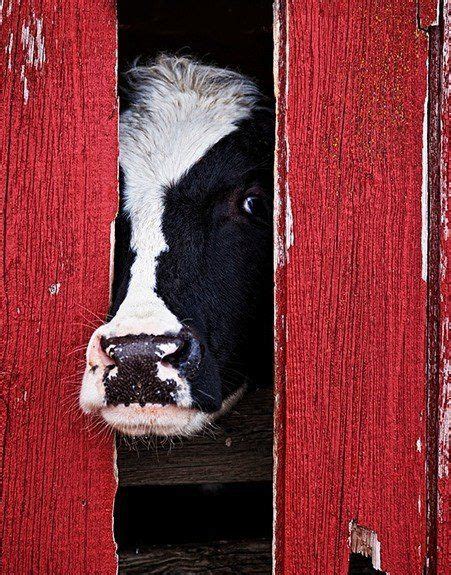 Cow Peeking Through Red Barn Door Beautiful Creatures Animals