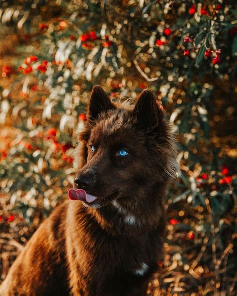 This Rare Chocolate Brown Siberian Husky Is One Of The Most Beautiful