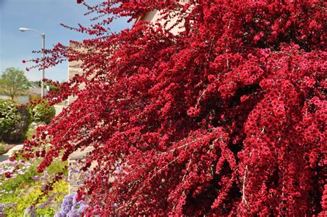 È una delle piante da interni che combattono meglio l'inquinamento e la sua pigmentazione rosa tenue dona un tocco. Piante a foglie rosse: esempio di resistenza e resilienza ...
