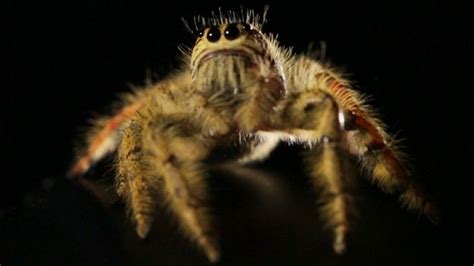 Bbc Earth Watch The Worlds Biggest Jumping Spider Make A Leap