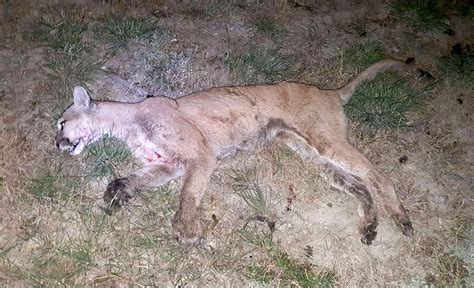 Mountain Lion Attacks Dog Local News