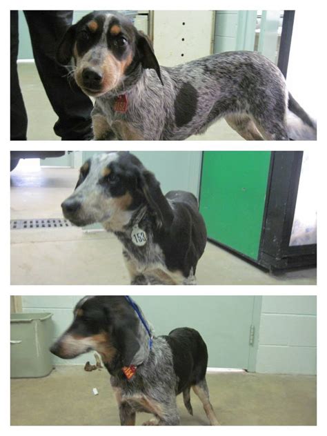 You must have the knowledge and consent of all adults living in your household. 3 Bluetick Coonhounds in Dallas, Nc @ Gaston County Animal ...