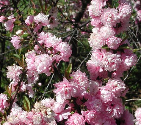 Are you searching for almond tree png images or vector? Flowering Almond