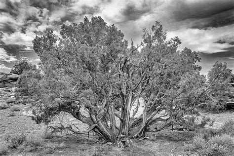 Juniper Tree Capitol Reef National Park Photograph By Gestalt Imagery