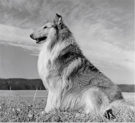 Pal The Original Lassie