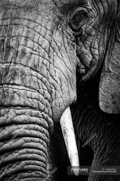 An African Elephant Loxodonta Africana Stares At The Camera Showing