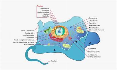 Cell Animal Biology Lipids Sel Flagella Fats