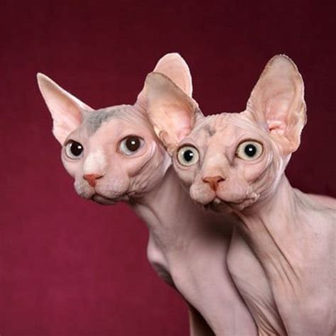 Hairless Cat Sphynx Cat Cats