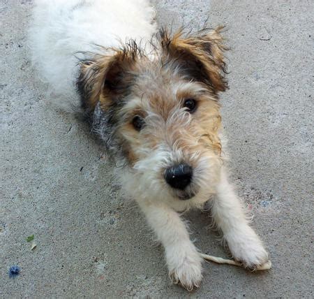 To keep the coat looking its best, have your dog's hair stripped several times a year. Segen the Wire Fox Terrier | Puppies | Daily Puppy