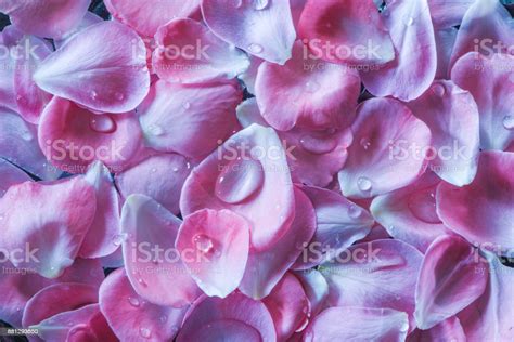 Pink Rose Petals Stock Photo Download Image Now Rose Petals Beauty