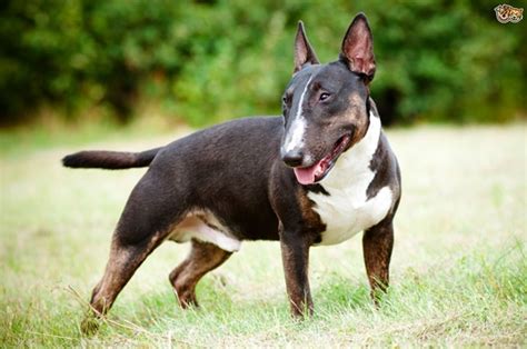 25 Most Dangerous Dog Breeds Tail And Fur