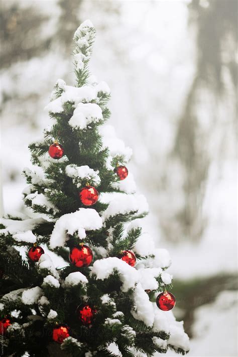 Covered In Snow Christmas Tree Decorated With Red Balls In Garden By