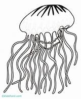 Jellyfish Qualle Ausmalbild Stencil Coloringpages101 Flashcards sketch template