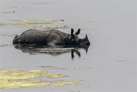 Rhino Population In Nepal Grows In Conservation Boost