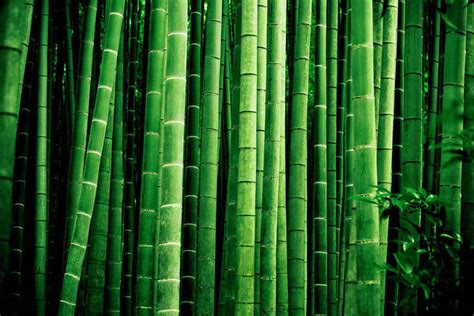 Japanese Bamboo Forest Art Print By Thepalmer Photos Com
