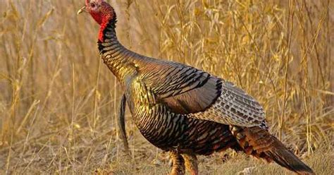 The Comeback Bird The Story Of Michigans Wild Turkeys