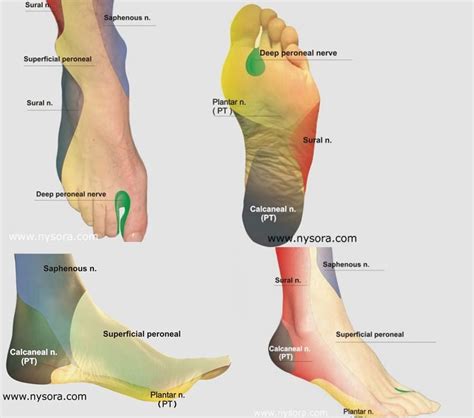Physio Meets Science On Twitter Sensory Innervation Of The Foot 🦶🦶🦶 🦶