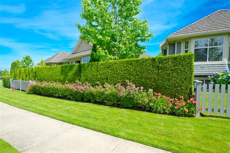 Rose Hedges For Privacy
