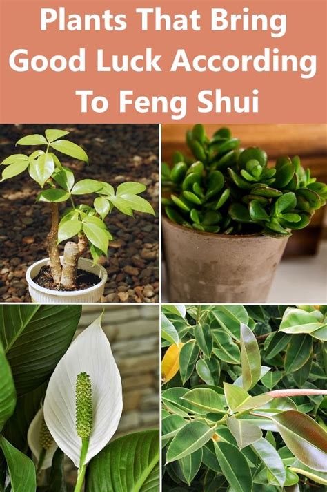 Plants That Bring Good Luck Prosperity And Fortune Lucky Plants Says