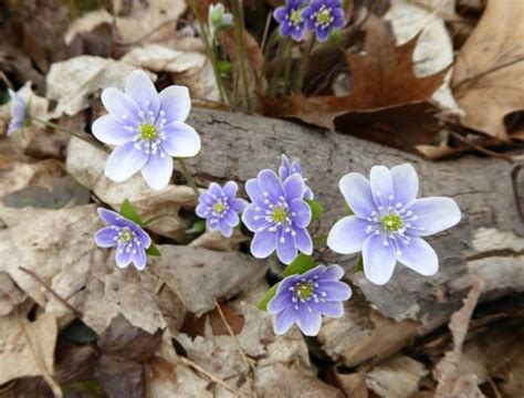 Wildflowers Have Already Started Blooming In Indiana And These Are The