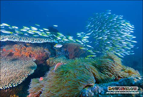 It is one of the famous companies in the financial sector. Professional Scuba Instructor Internship in Sabah, Borneo ...