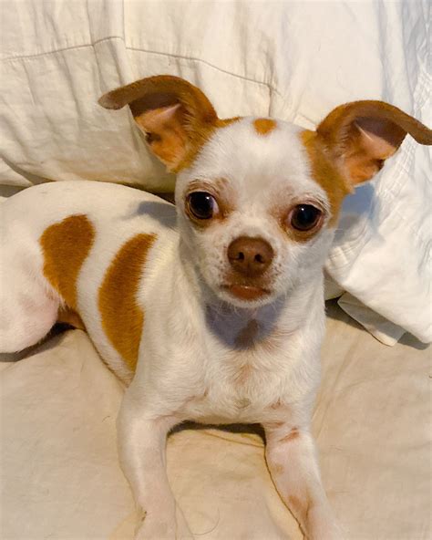 Apple Head Chihuahua Boston Terrier Mix Pets Lovers
