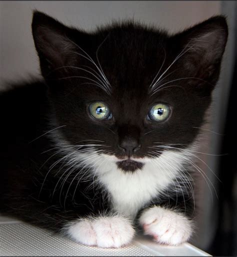 Sintético 91 Foto Gato Negro Con Manchas Blancas Actualizar