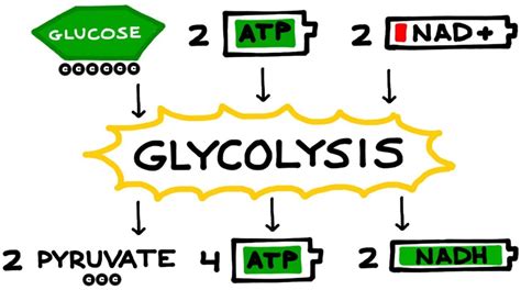 What is the chemical equation of cellular respiration? Cellular respiration, definition, steps, equation, where cellular respiration occurs, atp
